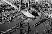 Umgefallene Baumstämme spiegeln sich in einem See im Atchafalaya-Becken in Louisiana. Die invasive Wasserhyazinthe bedeckt das Wasser
