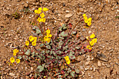 Golden Evening-Primrose, Camissonia brevipes, in bloom in spring in Death Valley National Park in the Mojave Desert in California.