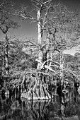 Old-growth bald cypress trees in Lake Dauterive in the Atchafalaya Basin or Swamp in Louisiana.