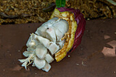 Frische Kakaobohnen in einer Schote auf einer Kakaoplantage in der Dominikanischen Republik