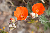 Desert Globemallow, Sphaeralcea ambigua, in bloom in Death Valley National Park, California.