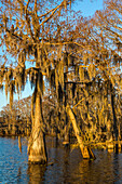 Golden sunrise light on bald cypress trees draped with Spanish moss in a lake in the Atchafalaya Basin in Louisiana.