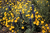 Wüsten-Ringelblumen, Baileya multiradiata, und Bluebonnet, Lupinus harvardii, blühen im Frühjahr im Big Bend National Park in Texas