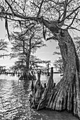 Spanisches Moos auf uralten Sumpfzypressen bei Sonnenuntergang im Dauterive-See im Atchafalaya-Becken in Louisiana