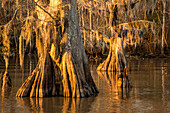 Old-growth bald cypress trees draped with Spanish moss in Lake Dauterive in the Atchafalaya Basin in Louisiana.