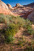 Blühende Wildblumen in der White Pocket Recreation Area, Vermilion Cliffs National Monument, Arizona