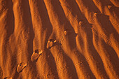 Fox and beetle tracks in the red sand dunes in the Monument Valley Navajo Tribal Park in Arizona.