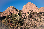 Eine blühende Texas-Madrone, Arbutus xalapensis, am Fuße der Chisos Mountains im Big Bend National Park in Texas