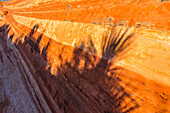 Abstrakte Schatten von Yucca-Pflanzen auf dem farbenfrohen erodierten Azteken-Sandstein im Valley of Fire State Park in Nevada