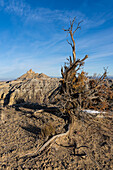Angel Peak Scenic Area near Bloomfield, New Mexico. An ancient gnarled juniper tree with Angel Peak behind above Kutz Canyon.