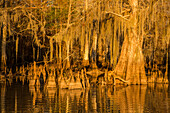 Zypressenknie und Spanisches Moos auf altgewachsenen Sumpfzypressen im Dauterive-See im Atchafalaya-Becken in Louisiana