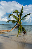 A curved coconut palm over the beach at Bahia de Las Galeras on the Samana Peninsula, Dominican Republic.