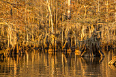 Old-growth bald cypress trees in Lake Dauterive draped with Spanish moss in the Atchafalaya Basin or Swamp in Louisiana.