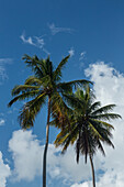 Coconut palms on Rincon Beach on the north coast of the Samana Peninsula in the Dominican Republic.