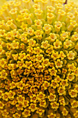 Disc florets of a Panamint Daisy, Enceliopsis covillei, in bloom in spring in DeathValley N.P., California. It is only found on the rocky slopes of the western Panamint Range sky island, west of Death Valley.