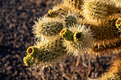 Früchte der Teddy Bear Cholla, Cylindropuntia bigelovii, in der Sonoran-Wüste bei Quartzsite, Arizona