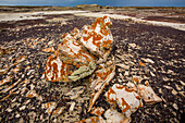 Lichen-covered petrified wood in the badlands of the San Juan Basin in New Mexico.