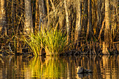 Aquatic reeds, cypress knees and bald cypress trees in Lake Dauterive in the Atchafalaya Basin in Louisiana.