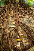 Baumwurzeln wachsen über eine Steinmauer in Hongkong, China