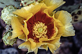 A Spiny Fruit Prickly Pear Cactus, Opuntia x spinosibacca, in bloom in BIg Bend National Park in Texas.