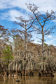 Old-growth bald cypress trees in Lake Dauterive in the Atchafalaya Basin or Swamp in Louisiana.