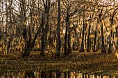 Sonnenaufgang auf mit spanischem Moos bewachsenen Sumpfzypressen in einem See im Atchafalaya-Becken in Louisiana. Die invasive Wasserhyazinthe bedeckt das Wasser