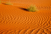 A tumbleweed in the rippled sand dunes in the Monument Valley Navajo Tribal Park in Arizona.