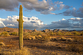 Ein Saguaro-Kaktus mit den Plomosa Mountains bei Sonnenuntergang in der Sonoran-Wüste bei Quartzsite, Arizona