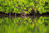 Red Mangrove forest, Rhizophora mangle, in swampy salt marshes in the Monte Cristi National Park, Dominican Republic.