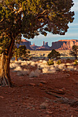 Monument Valley framed by a Utah Juniper tree in the Monument Valley Navajo Tribal Park in Arizona & Utah.