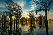 Das Licht des Sonnenaufgangs zeichnet die Silhouetten der mit spanischem Moos bedeckten Sumpfzypressen in einem See im Atchafalaya-Becken in Louisiana.