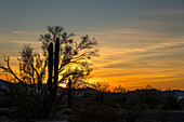 Saguaro-Kaktus und ein Palo-Verde-Baum bei Sonnenuntergang in der Sonoran-Wüste bei Quartzsite, Arizona