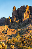 Saguaro-Kaktus und Cholla im Lost Dutchman State Park, Apache Junction, Arizona. Der Superstition Mountain liegt dahinter