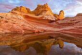 Sonnenuntergangsspiegelung der Zitadelle in einem ephemeren Pool in der White Pocket, Vermilion Cliffs National Monument, Arizona