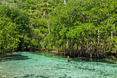 Clear waters of Cano Frio lined by mangroves on the Samana Peninsula, Dominican Republic.