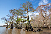 Altgewachsene Sumpfzypressen im Dauterive-See im Atchafalaya-Becken oder -Sumpf in Louisiana