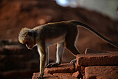 Toque macaque monkey (Macaca sinica) in Sigiriya, Sri Lanka