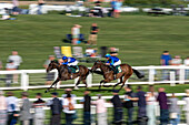 Race horse's in Ripon Races England 2023