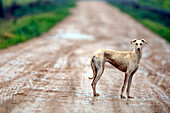 Ein verlassener spanischer Windhund auf einem trostlosen Weg in Spanien