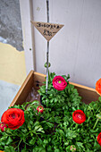 Flowers for sale in store, Szentendre, Hungary