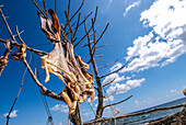 Formenteras Trockenfisch - Peix Sec de Formentera, in Torrent de Sealga. Nach traditioneller Methode werden die lokalen Rochenarten in der Sonne und im Wind getrocknet, aufgehängt an einem lokalen Baum namens sabina" (Juniperus phoenicea turbinata)"