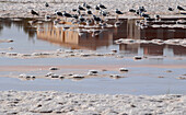 Vögel rasten in Las Salinas, dem Salzbecken auf Formentera