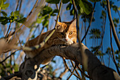 Cat on tree branch in rural house backyard