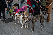 Tausende von Menschen demonstrieren in Spanien, um ein Ende der Jagd mit Hunden zu fordern, Zaragoza, Spanien