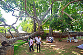 The Sri Maha Bodhi Temple in Anuradhapura. The Sri Maha Bodhi is said to the oldest and longest-surviving tree in the world, which grew from a branch taken from the bodhi tree in Bodh Gaya, India, where Siddhartha Gautama attained enlightenment.