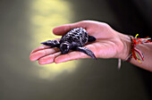 Sea Turtle Hatchery and Rescue Center founded by B.K. Ariyapala in Paraliya, Sri Lanka