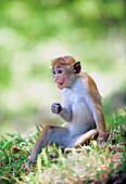 Toque macaque (Macaca sinica) in Anuradhapura, Sri Lanka