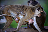Mother toque macaque monkey (Macaca sinica) carrying her baby in Sigiriya, Sri Lanka
