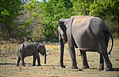 Sri Lankan elephant (Elephas maximus maximus) in Udawalawe National Park, on the boundary of Sabaragamuwa and Uva Provinces, in Sri Lanka.