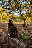 Katze im Hinterhof eines Landhauses